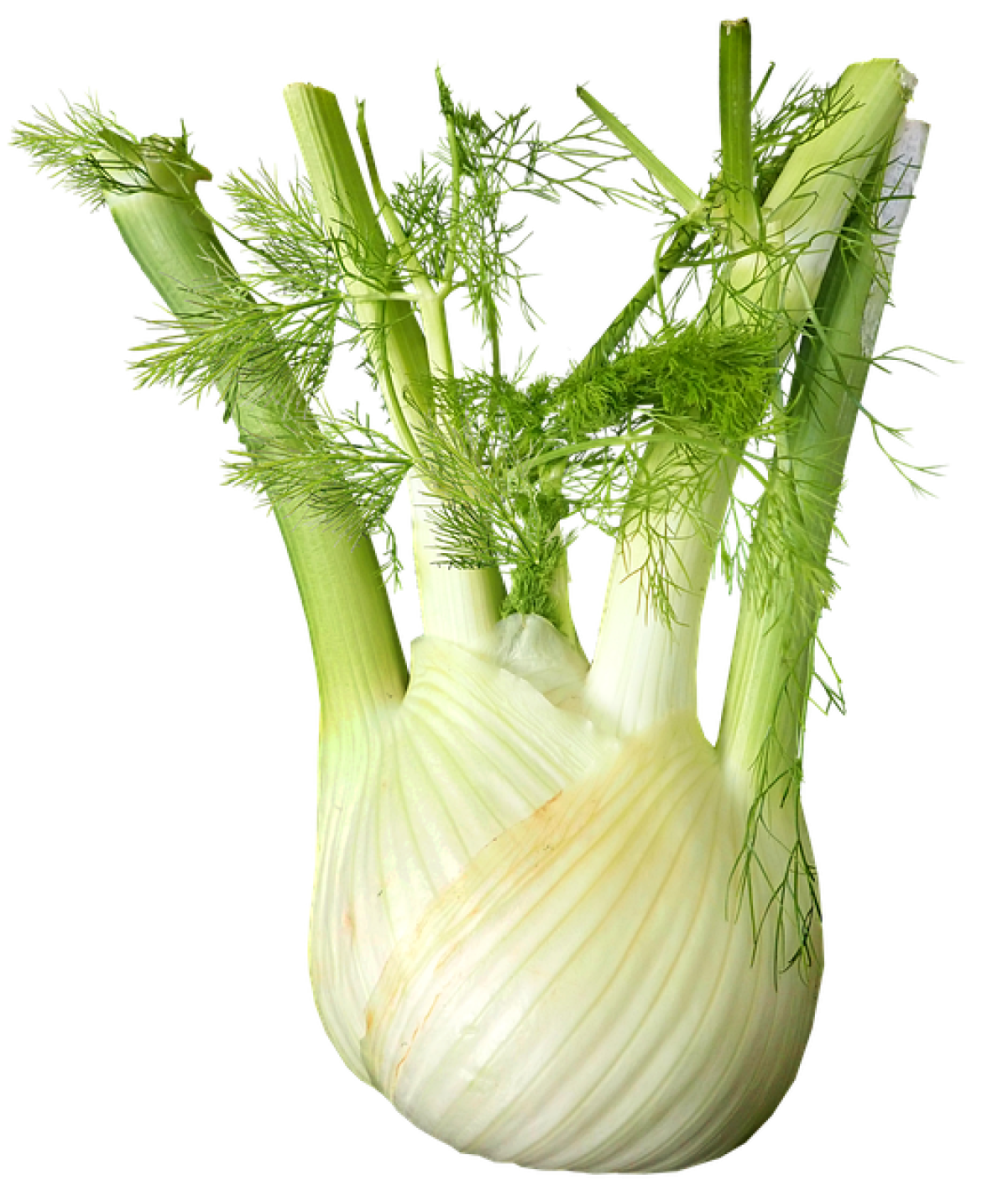 Fenchel  Hofgut Wallenburg