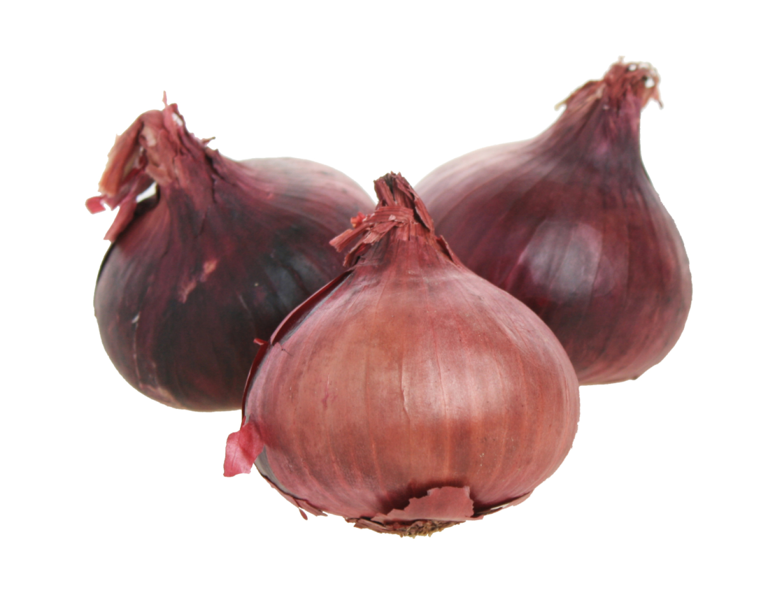 Zwiebel rot