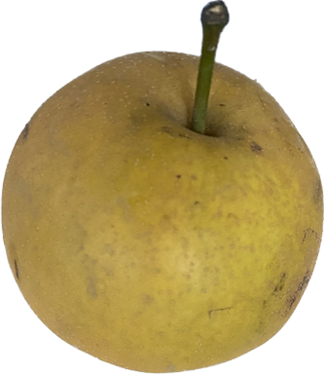 Nashi Apfelbirne (Kreuzung Apfel Birne)