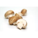 Pilze Steinchampignon