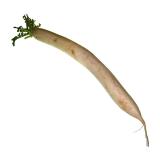 Rettich - weiß a 350g