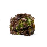 Salat Eichblattsalat Hofgut Letten