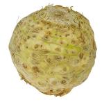 Sellerie (Knollensellerie)