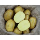Kartoffel Gunda - mehligkochend Bay