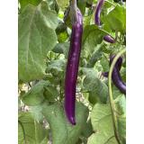 Aubergine Japanisch