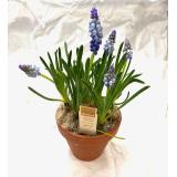 Traubenhyazinthen i.Tontopf