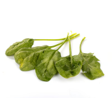 Wurzelspinat