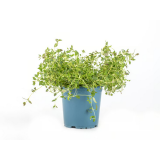Thymian Topfkräuter Hofgut Letten