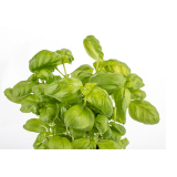 Pfefferminze Topfkräuter Hofgut Letten