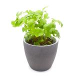 Topfaktion Liebstöckl=Maggikraut, Kräuter aus Hofgut Letten