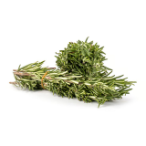 Rosmarin ( gemeiner) im Kräutertopf