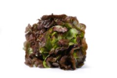 Salat Kopfsalat