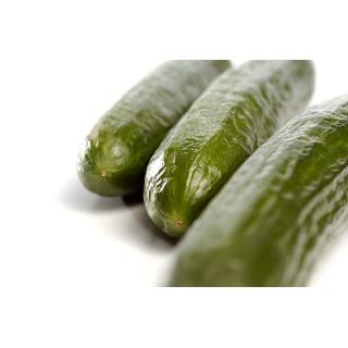Gurke - Minigurken Letten