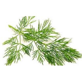 Dill Kräutertopf - Kleinstmengen