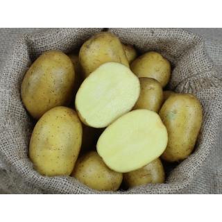 Kartoffel Gunda - mehligkochend Bay