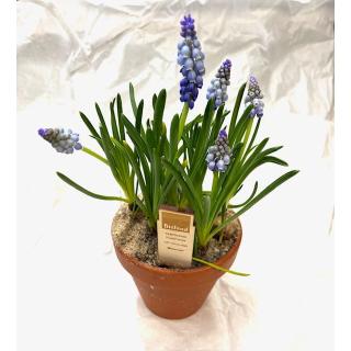 Traubenhyazinthen i.Tontopf