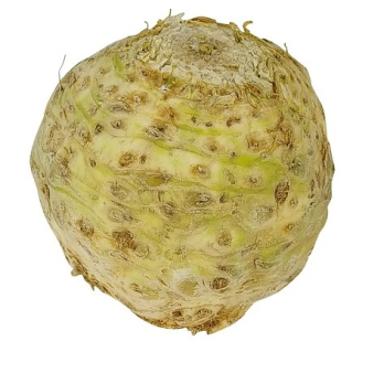 Sellerie (Knollensellerie)