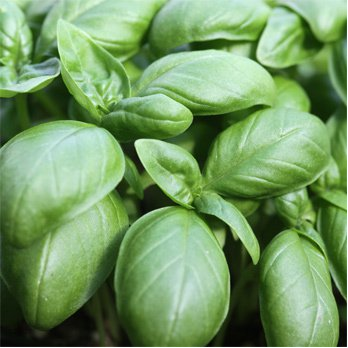 Basilikum Genovese  im Topf ( Wallenburg)