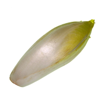 Chicorée