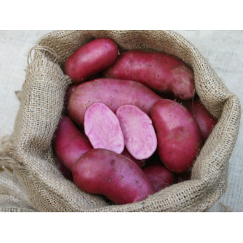 Kartoffel Rote Emmalie, vf, (o.Heiderot)  würziger Geschm. rot-zartrosa Fleisch