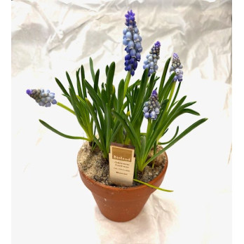 Traubenhyazinthen i.Tontopf