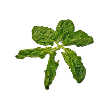 Wurzelspinat