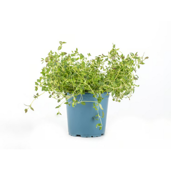 Thymian Topfkräuter Hofgut Letten