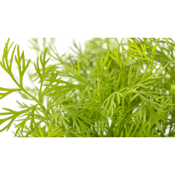 Dill Topfkräuter Hofgut Letten
