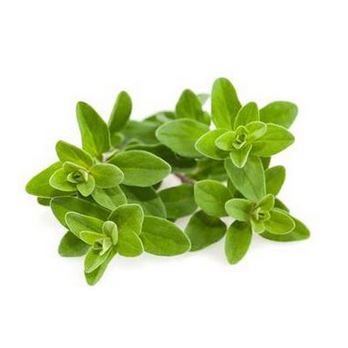 Majoran im Topf 13cm