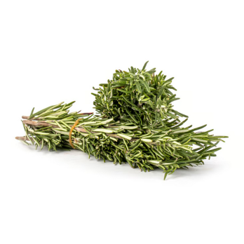 Rosmarin ( gemeiner) im Kräutertopf