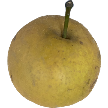 Nashi Apfelbirne (Kreuzung Apfel Birne)