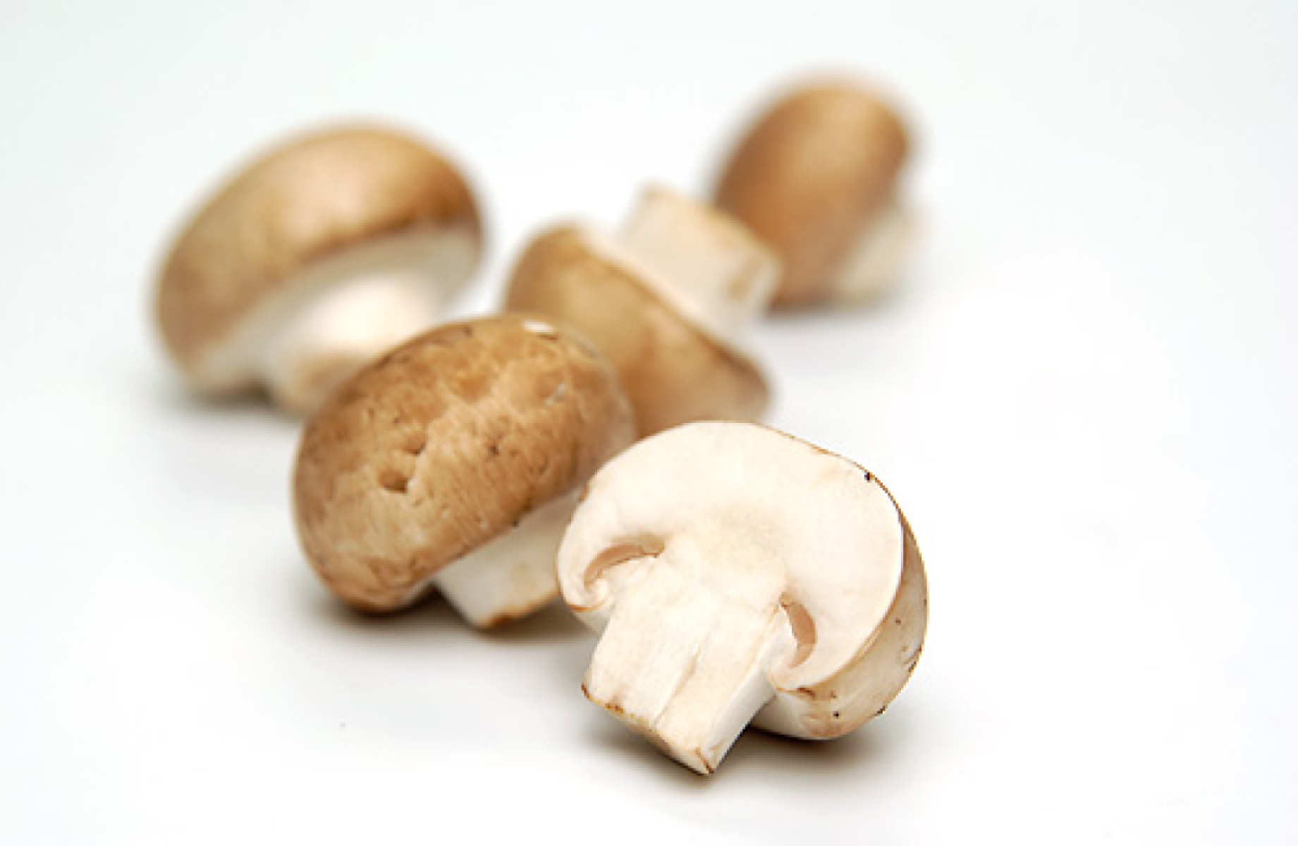 Pilze Steinchampignon