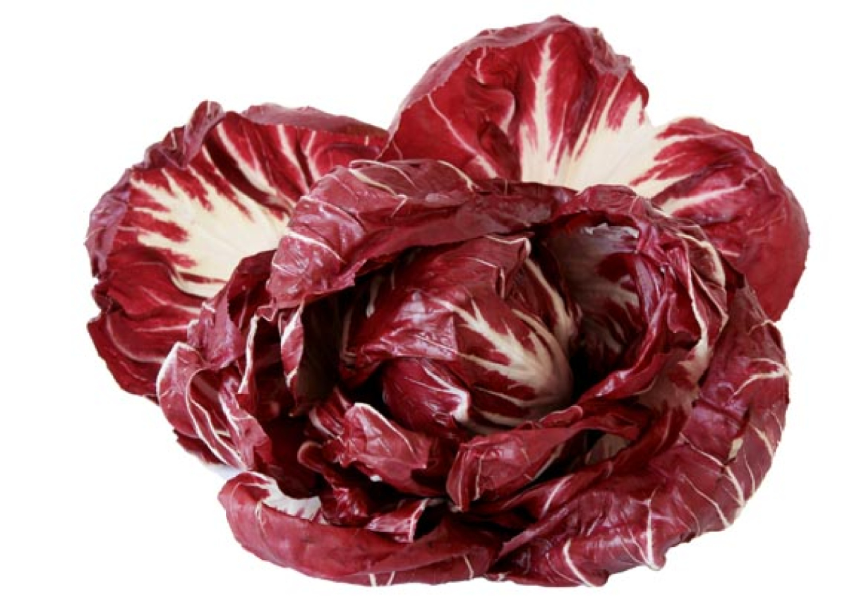 Salat Radicchio