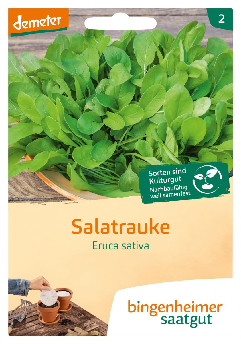 Salatrauke Rucola Saatscheiben- eruca sativa
