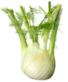 Fenchel  Hofgut Wallenburg
