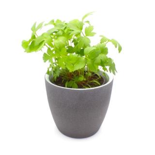 Topfaktion Liebstöckl=Maggikraut, Kräuter aus Hofgut Letten