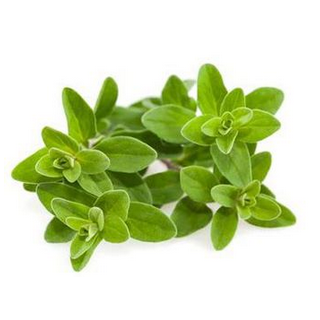 Majoran im Topf 13cm