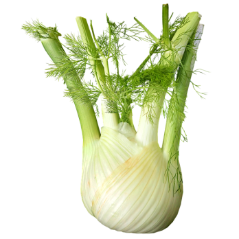 Fenchel