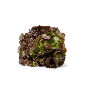 Salat Kopfsalat