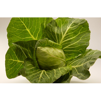 Weißkraut (0,95 kg bis 1,4kg/Stk.)   ((''Weißkohl ))