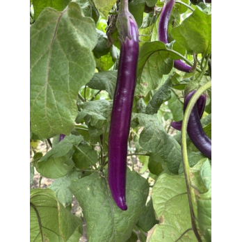 Aubergine Japanisch