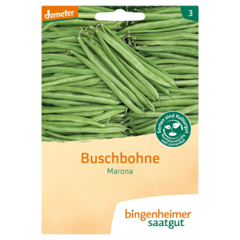 Saatgut Buschbohnen
